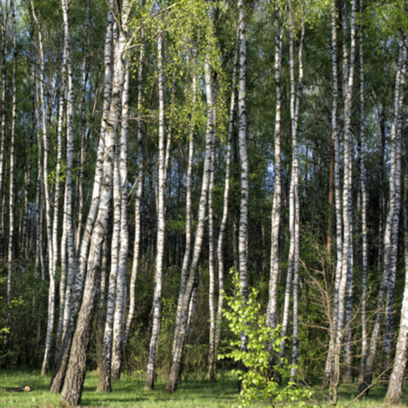 Meet your Posher,  Marivali - Picture 1 of 1